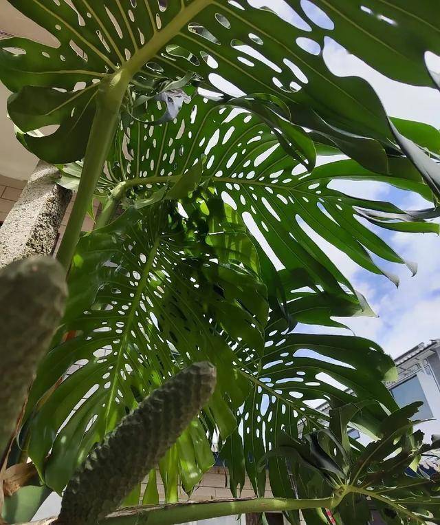 从普通绿植到“神龟”龟背竹，背后的养护秘籍！，美国大妈30年龟背竹成“神龟”，学这些养法你也行！