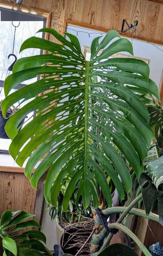 从普通绿植到“神龟”龟背竹，背后的养护秘籍！，美国大妈30年龟背竹成“神龟”，学这些养法你也行！