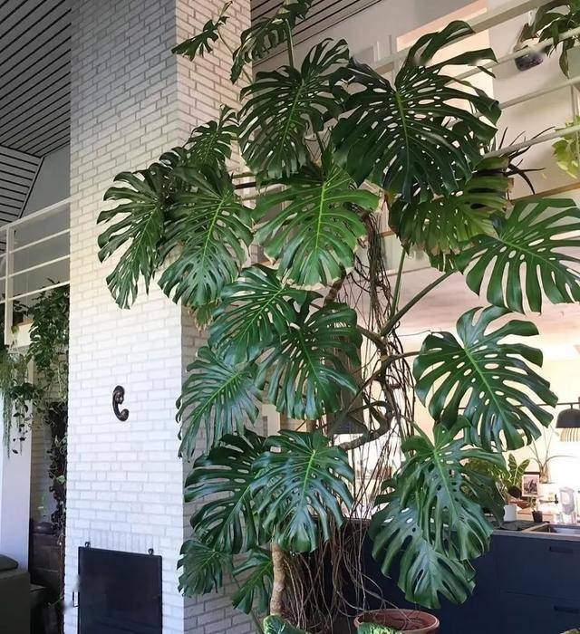 从普通绿植到“神龟”龟背竹，背后的养护秘籍！，美国大妈30年龟背竹成“神龟”，学这些养法你也行！