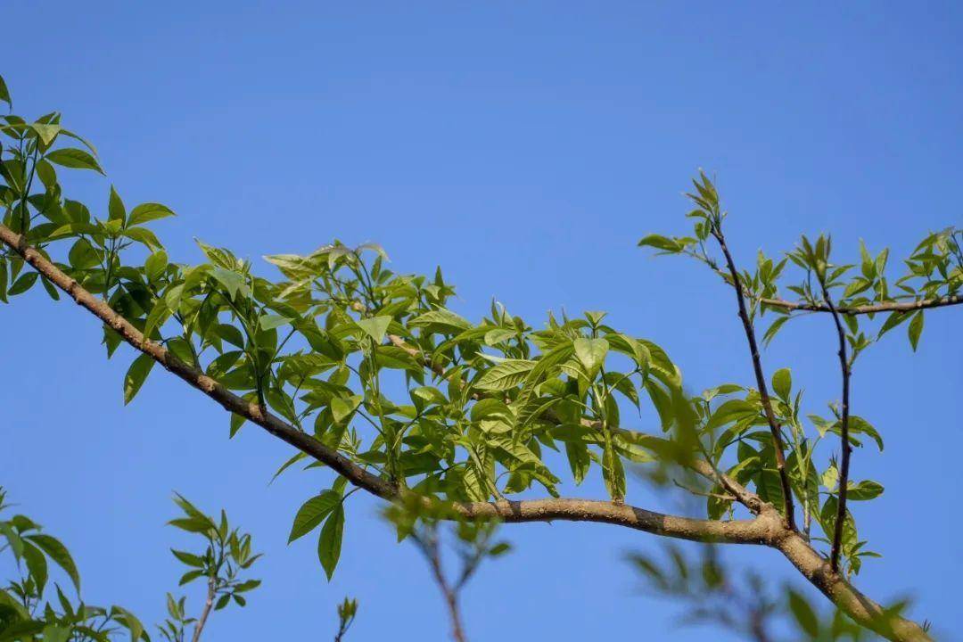 春分邂逅云南春花春菜：美味背后的食用密码，春分至，云南春花春菜俏，吃对才健康