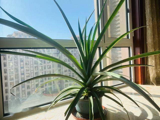 从菠萝头到美味菠萝，北京姑娘三年创造种植神话
