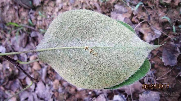 梨树二斑叶螨(白蜘蛛)防治措施