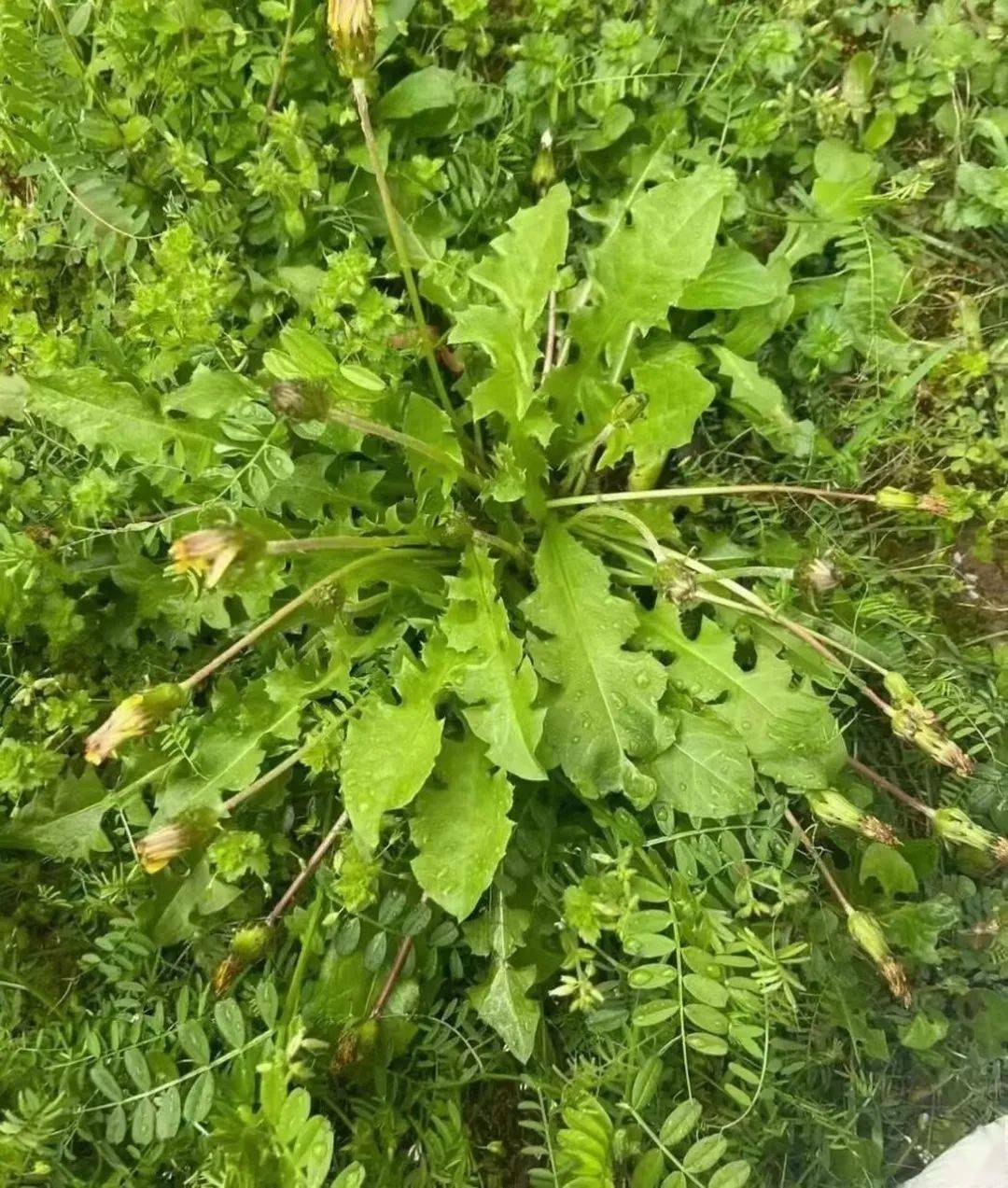 野菜_香椿_桑叶