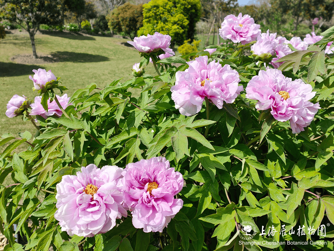 辰山植物园牡丹盛开,国色天香迎客来