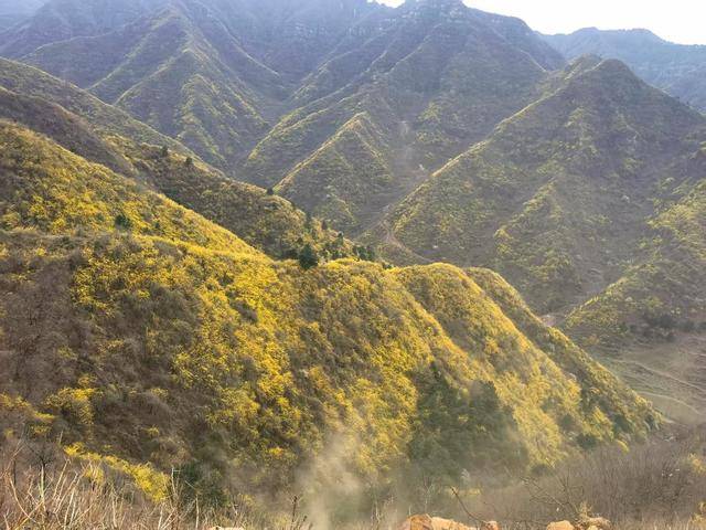 卢氏樱桃沟:乡村变"花海" "颜值"变"产值"