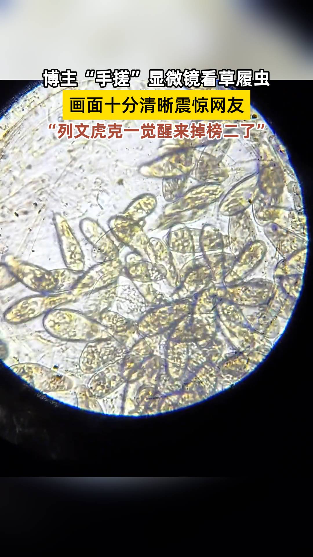 博主"手搓"显微镜看草履虫,画面十分清晰震惊网友