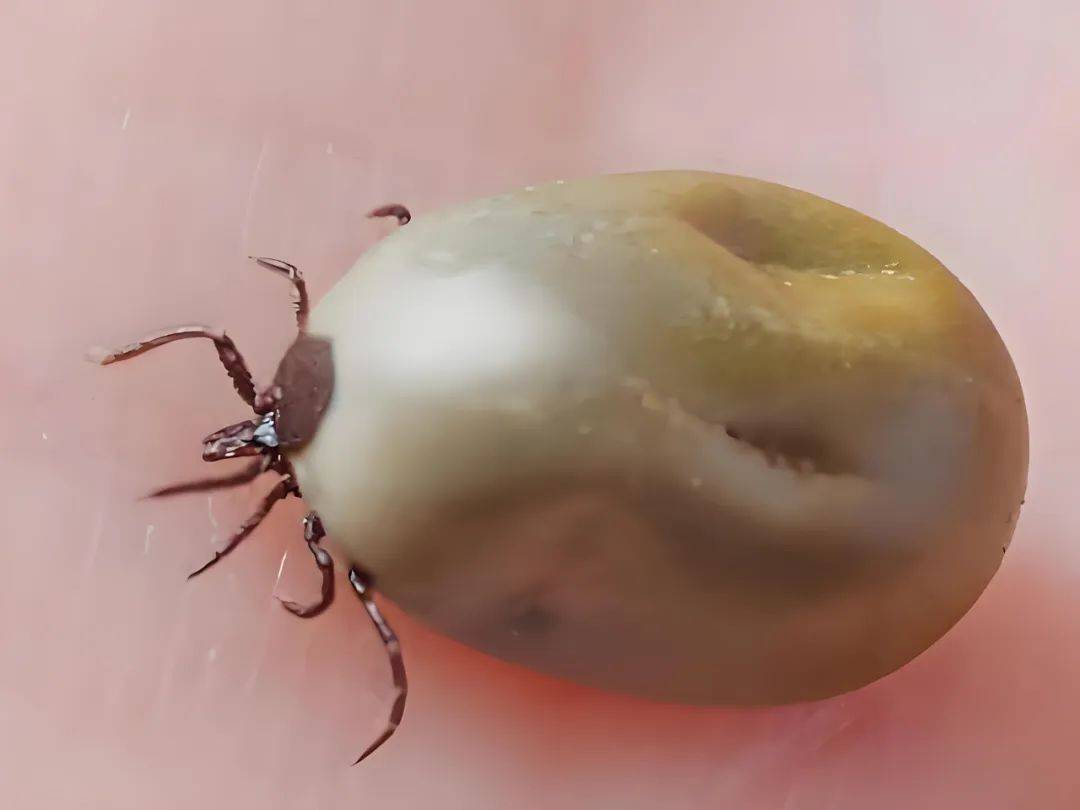 蓬莱疾控:踏青归来身上有红疹?警惕蜱虫的"隐形攻击"