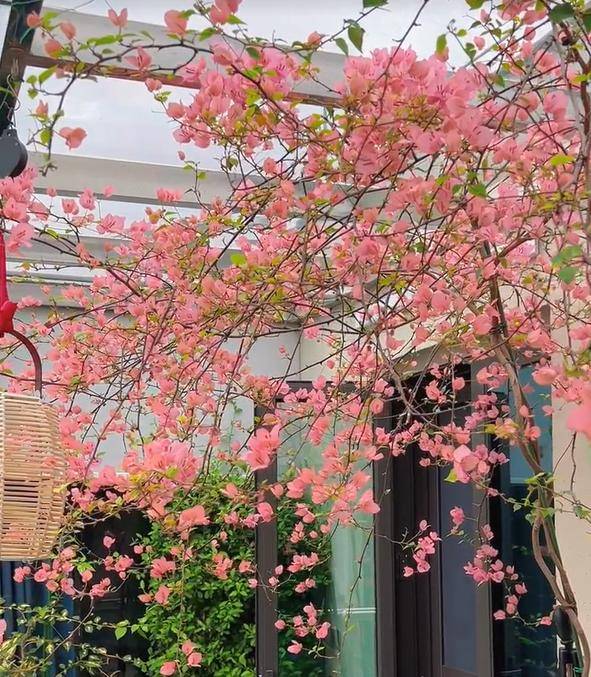 广东女子养出“全网最美三角梅”，太牛，网友：一日侍花终身为奴_