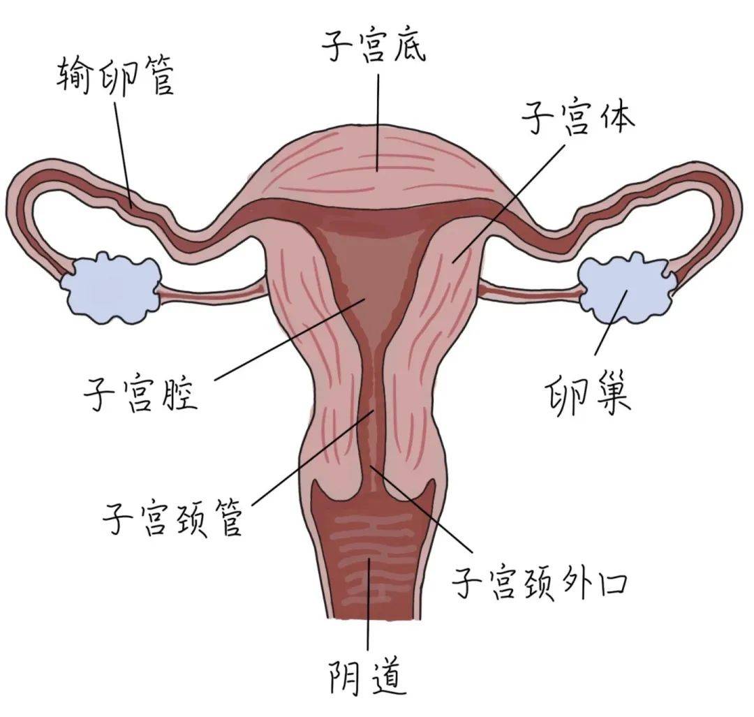 十天没拉屎居然得了败血症,如何在家快速诊断?