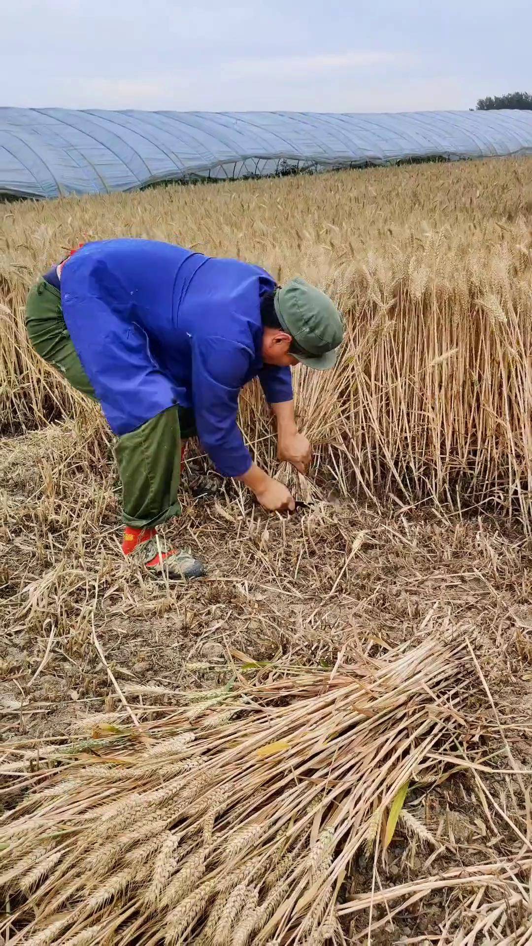 我割麦的技术老好了农村 麦子熟了割麦 搞笑视频