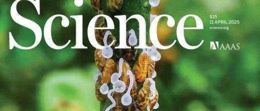Science重磅!叶健团队成功解析柑橘抗黄龙病核心分子机制,并利用AI筛选出可有效防控该病害的小肽。_微生物研究所_抗病