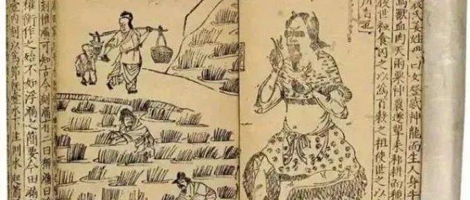 《禾谱》里的稻作传奇_种植_水稻_农业