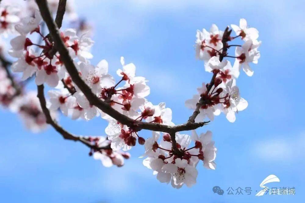 【乡村文化振兴】赏花采茶九游娱乐入口 来诸城遇见最美春天(图6)