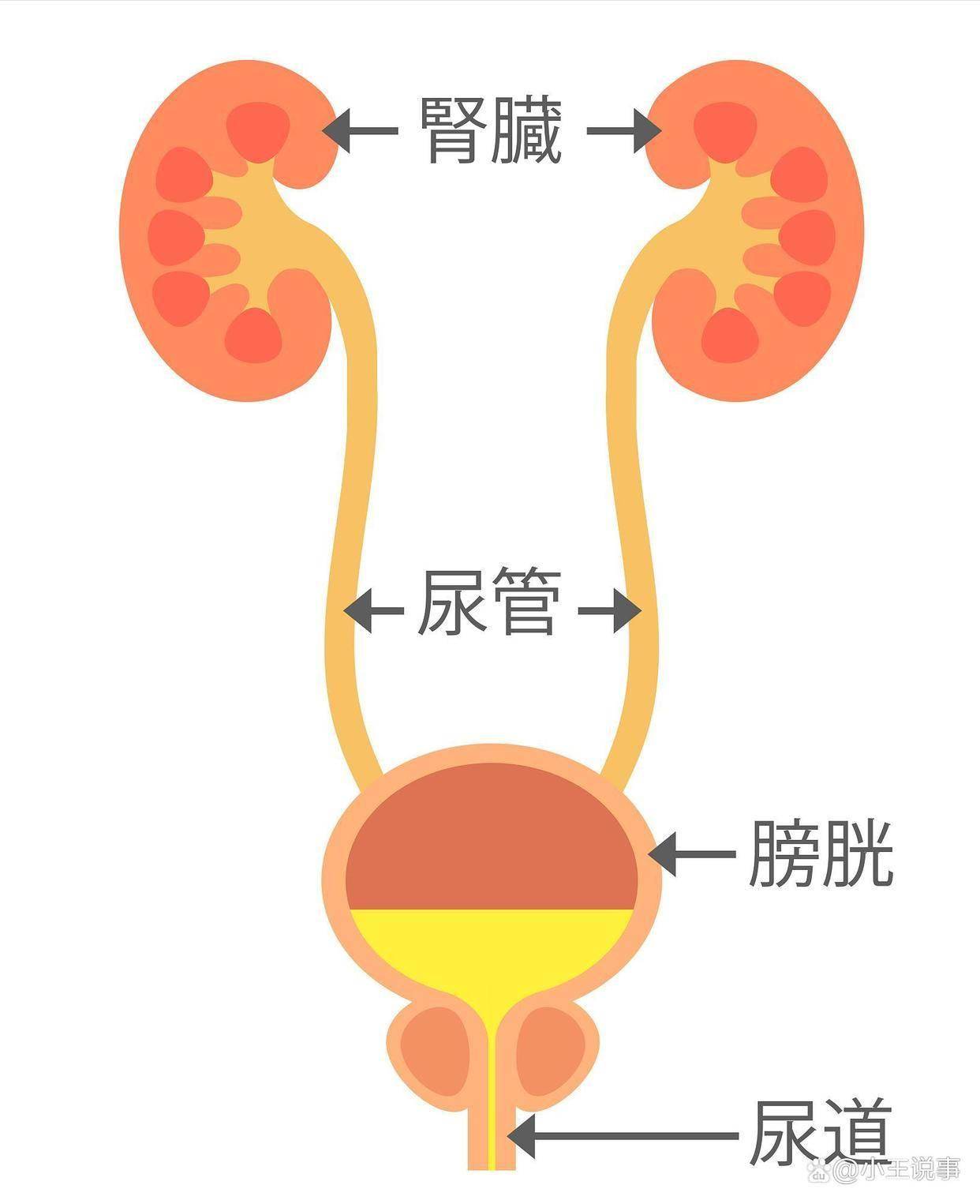 为了追剧憋尿两小时,膀胱差点"爆"了!