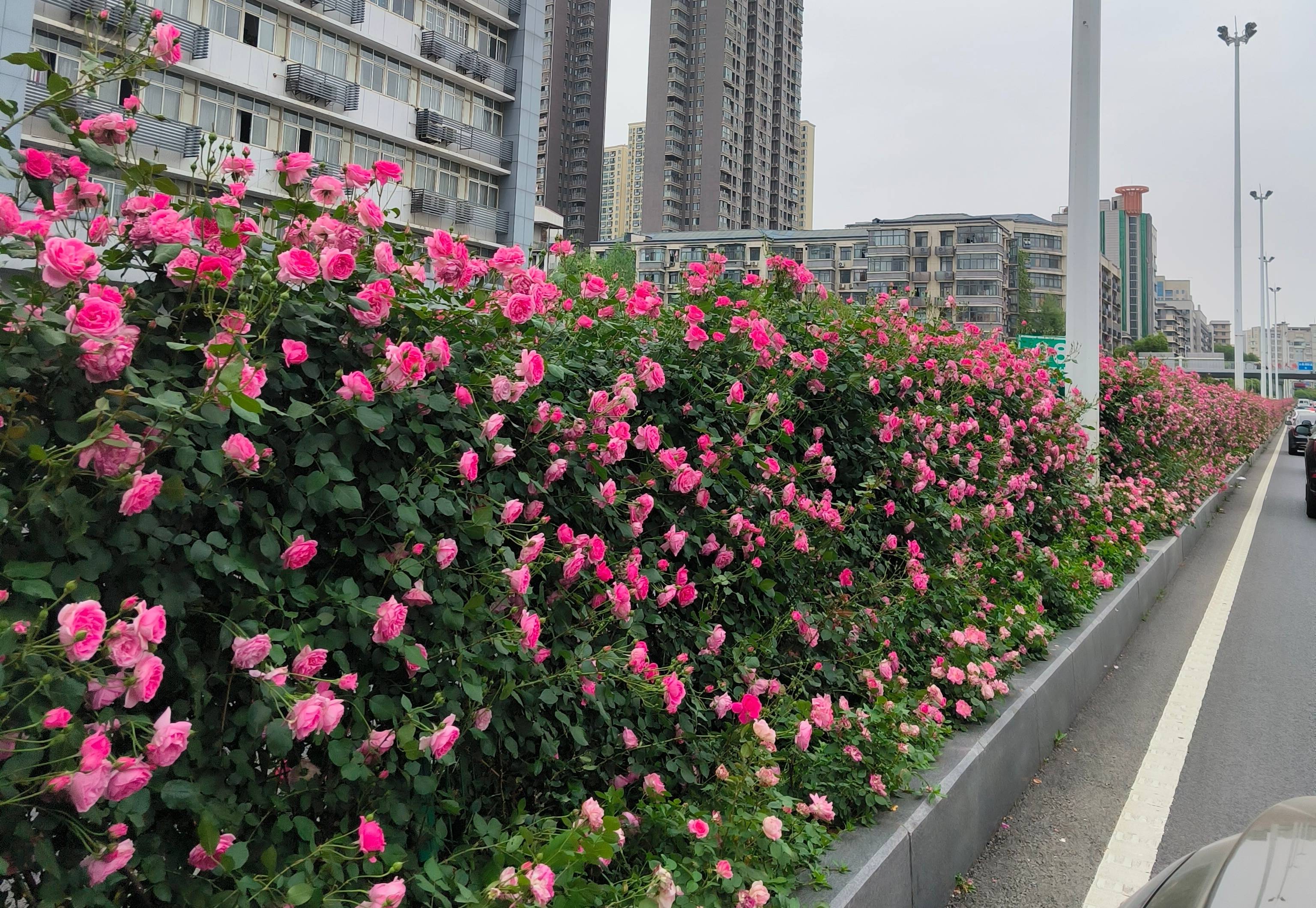 武汉城区主干道月季花带盛放，可随温度变色，园林局：凋谢花朵自然掉落，花期到11月_品种_修剪_市民