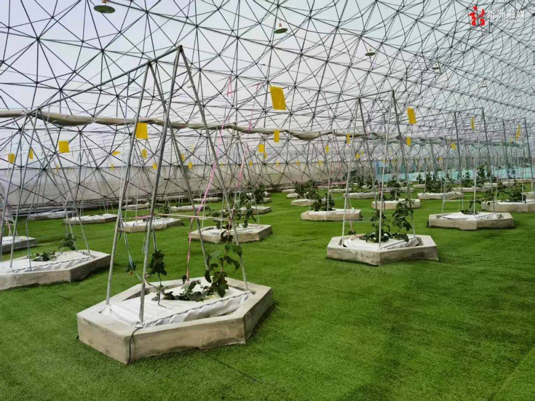 “金字塔”下的 “植物工厂”(图2)