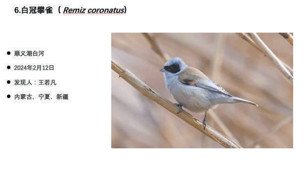 本市新发现8种陆生野生动物