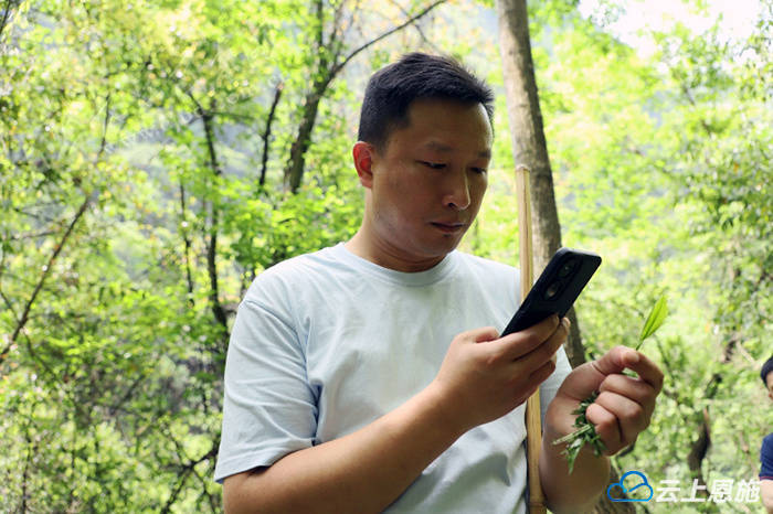探秘巴新葡萄娱乐官网东野茶秘境共话茶叶赋能新篇(图2)