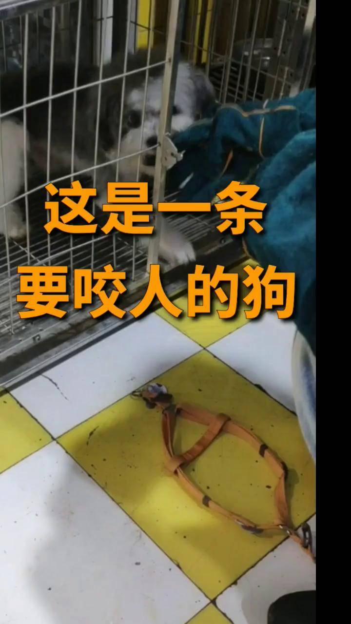 为什么喜欢咬人