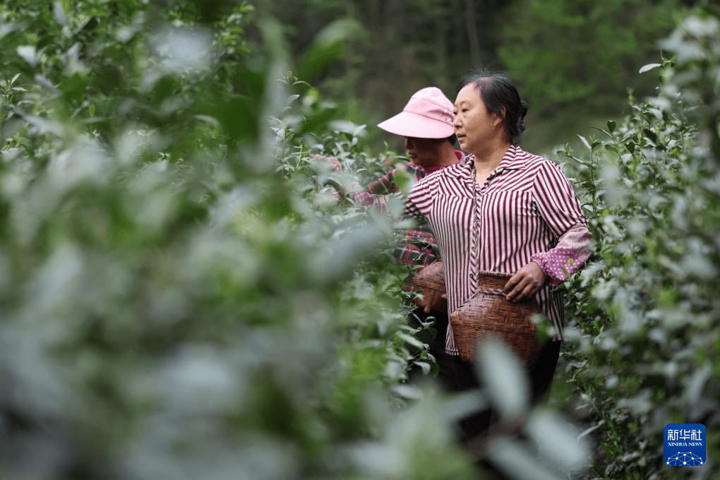 新葡萄娱乐甘肃康县：茶香悠悠(图1)