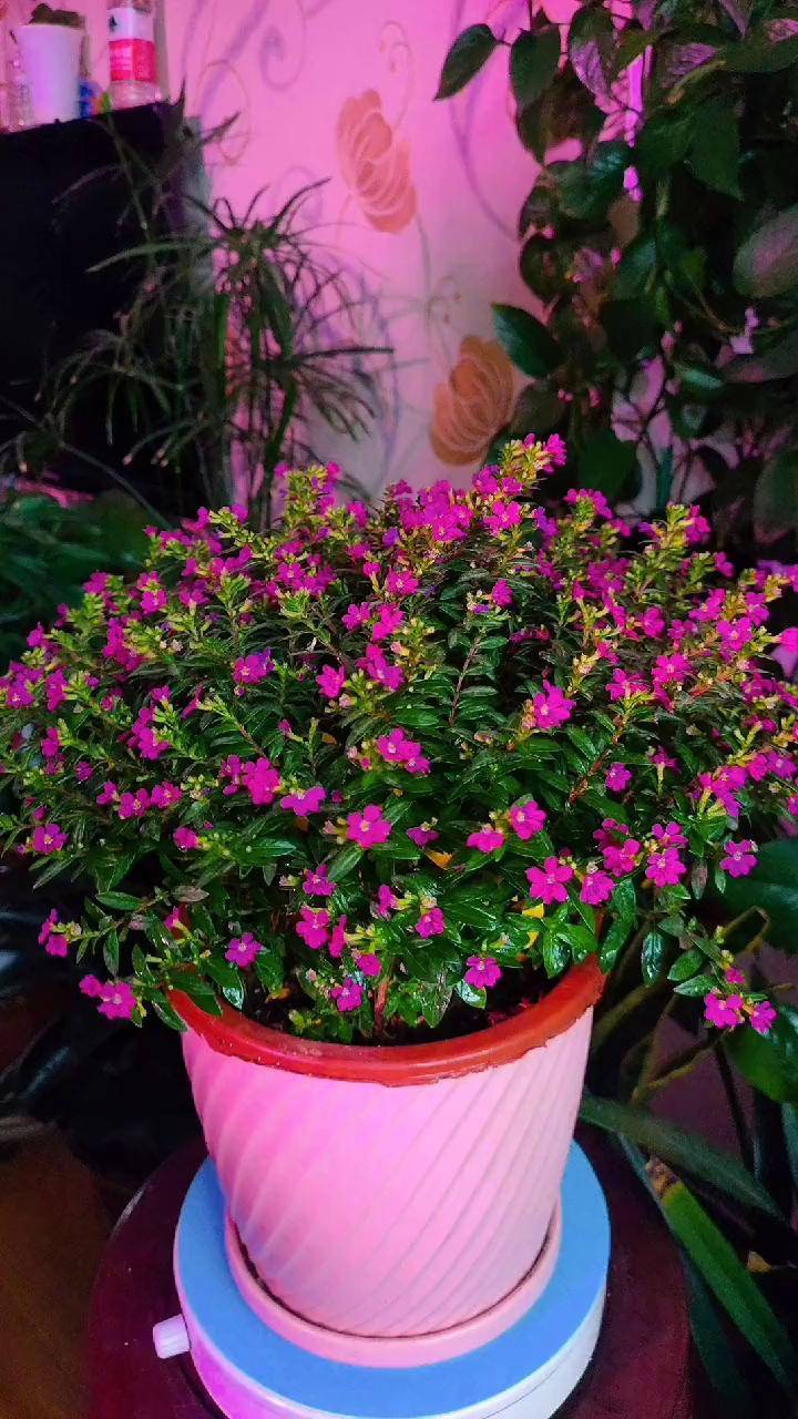 紫花满天星非常好养,值得拥有抖音潮流东方季 花卉绿植