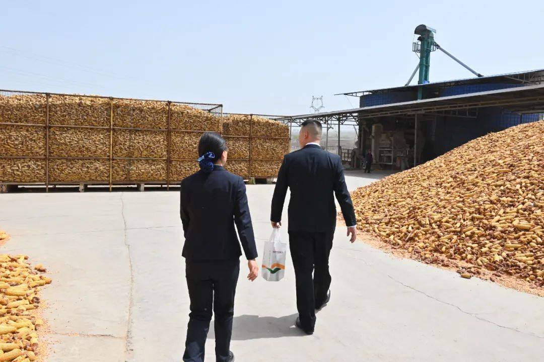 玉米收购点：粮食安全与农户增收的新窗口