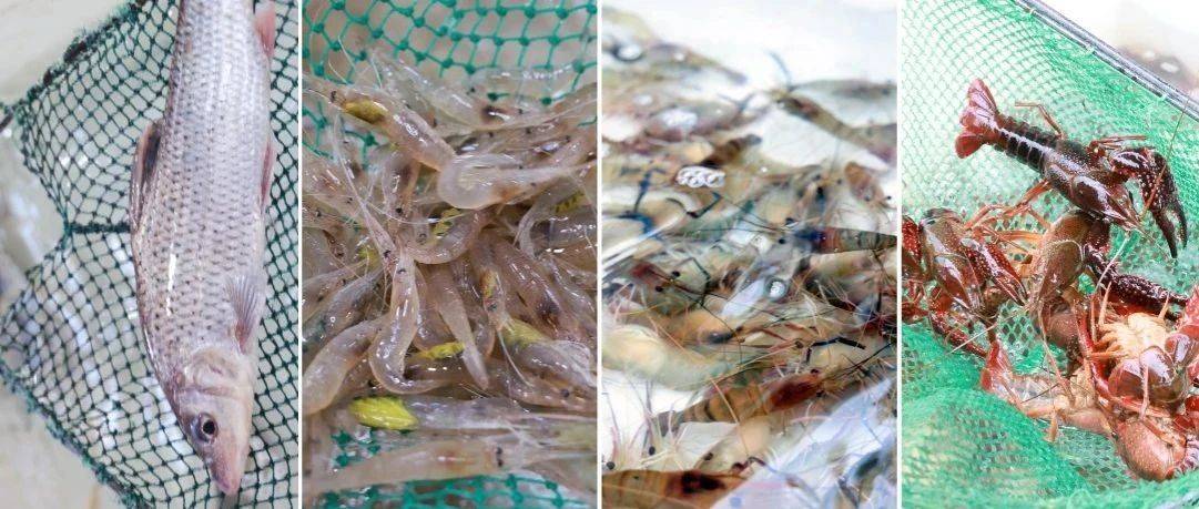有鱼有虾，“鲜”掉眉毛！七都水产春日上新_太湖_激浪_肉质