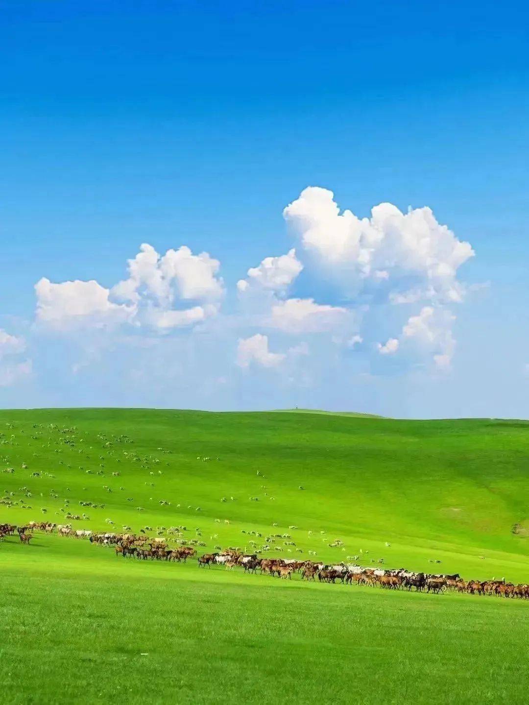 《中国国家地理》和全国34家媒体共同评选为中国最美草原