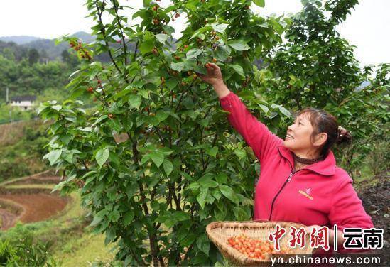 云南华坪：小樱桃托起致富梦(图2)