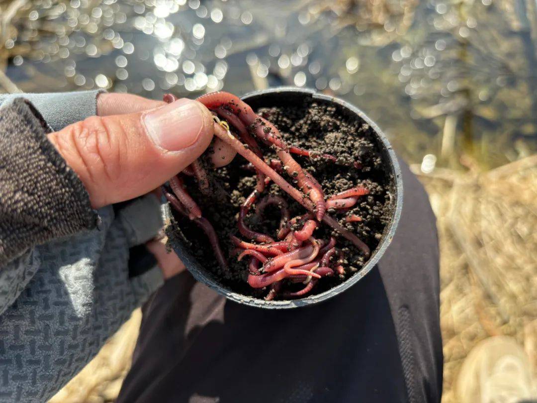 一到夏天，蚯蚓就不能用了？不，是你用错了！_搜狐网
