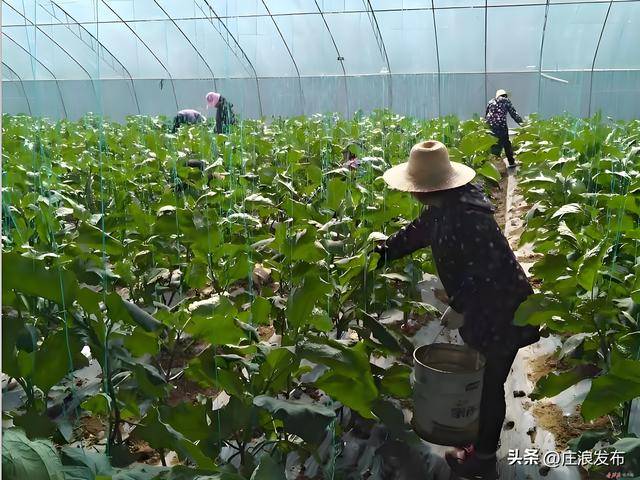 M6米乐登录庄浪：大棚蔬菜产销两旺(图3)