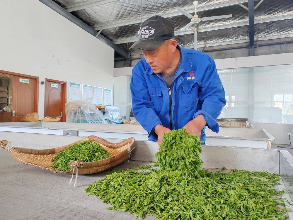 雷火竞技下载崂山茶如何香飘万里(图2)