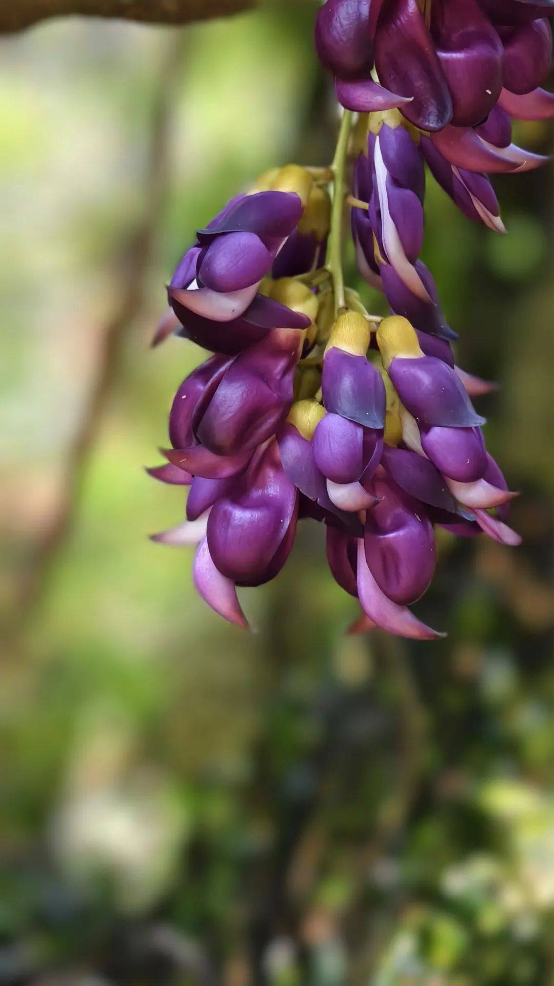 禾雀花摄影大赛开奖了!看看你的作品入选没