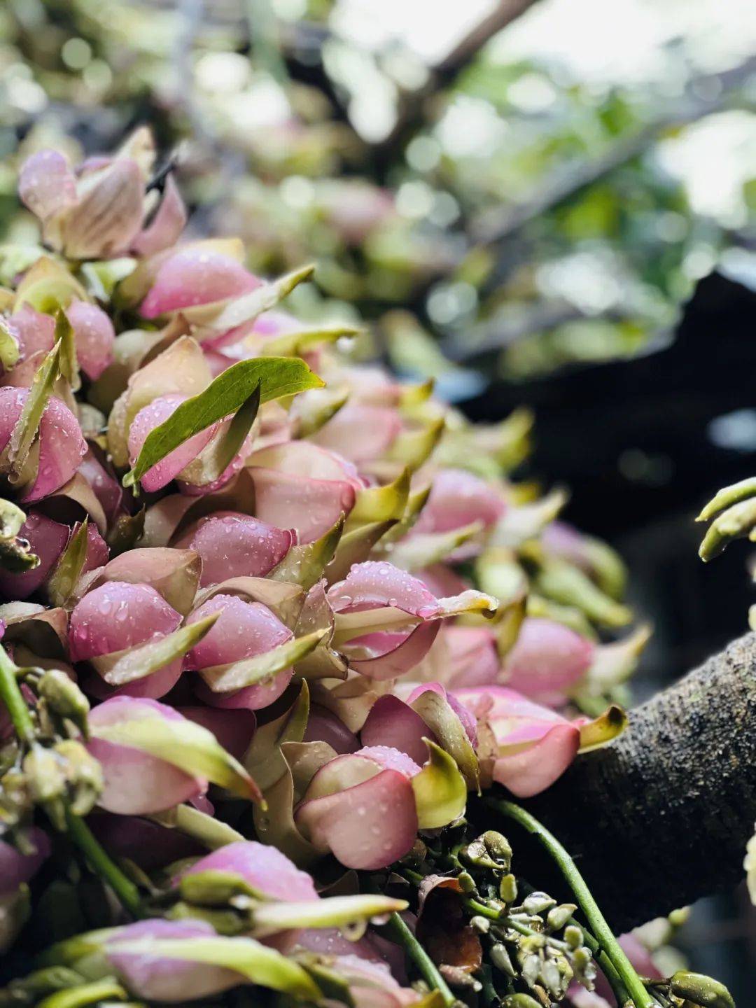 禾雀花摄影大赛开奖了!看看你的作品入选没