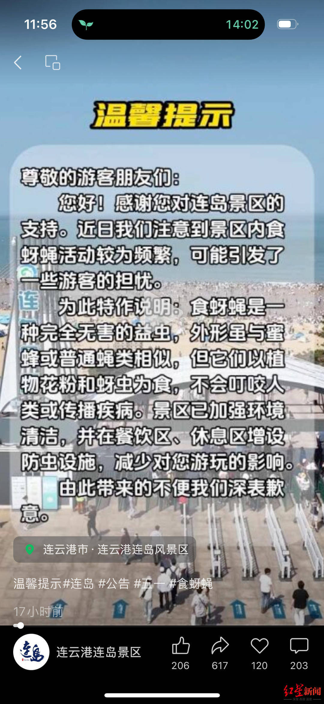 网传连云港海边出现大量疑似苍蝇的昆虫，景区：是食蚜蝇，对人无害，已全面消杀