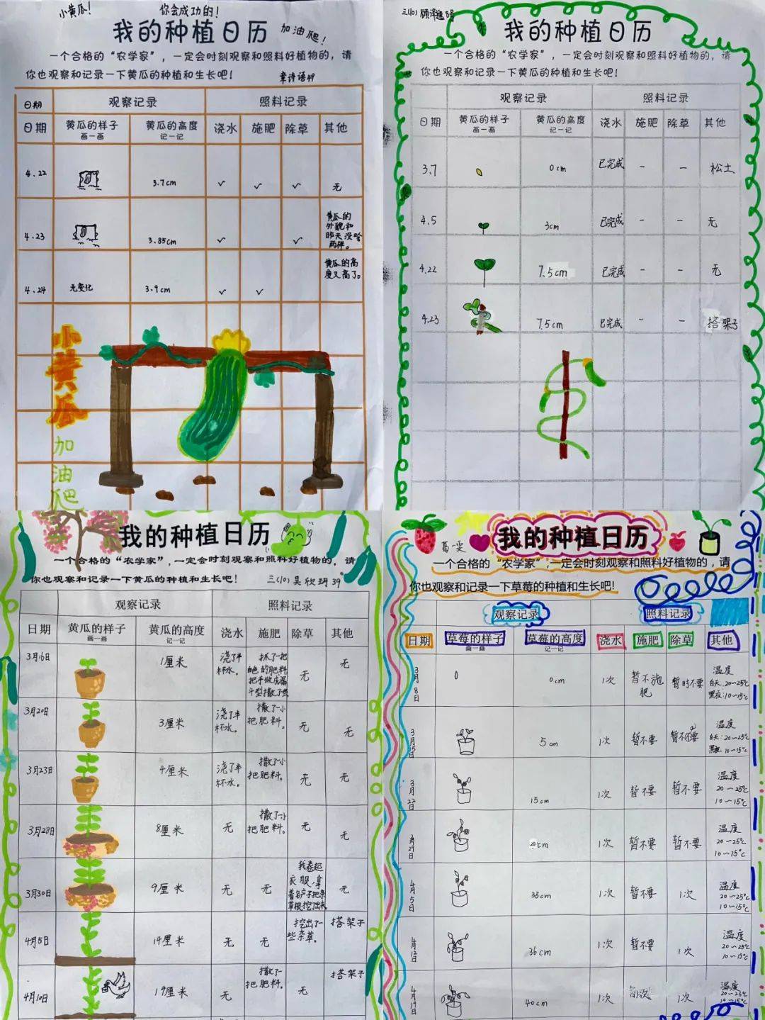 3我的自制肥料悄悄告诉你,给黄瓜的"营养餐"可是我们"农学家"亲手调制