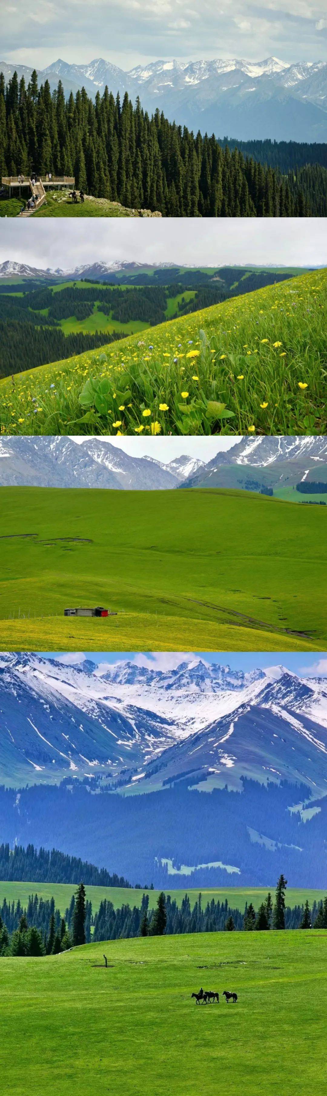 草原_伊宁_赛里木湖