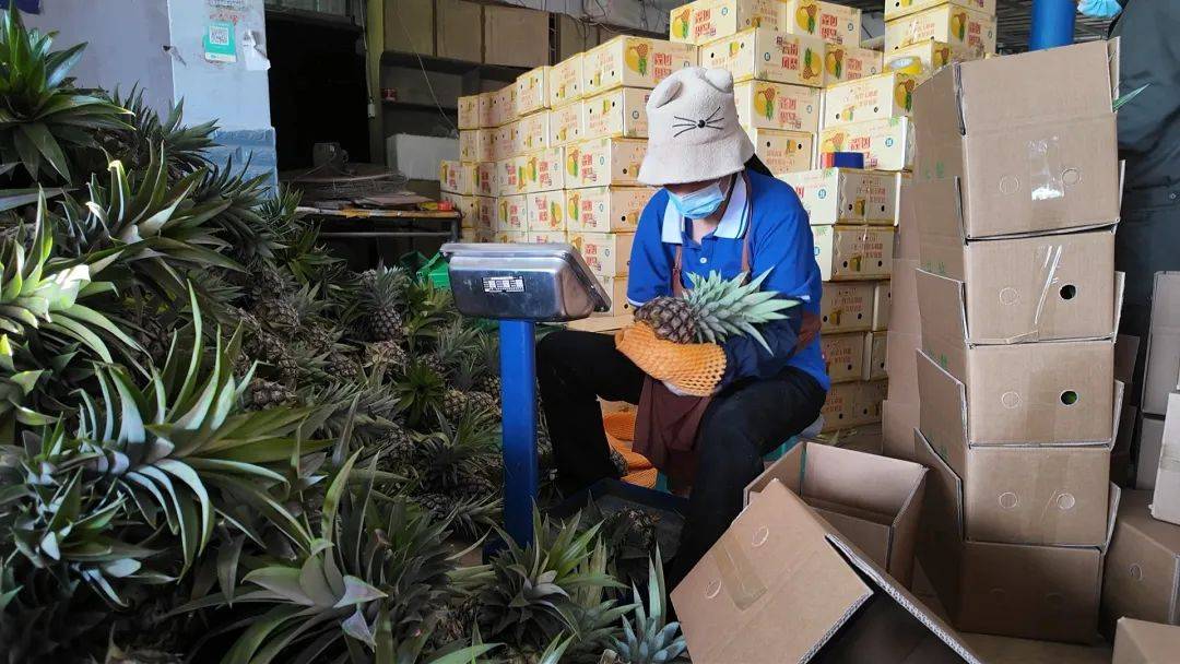 开云体育网址景洪经济眼丨景洪凤梨：“致富果”铺就“甜蜜蜜”致富路(图9)