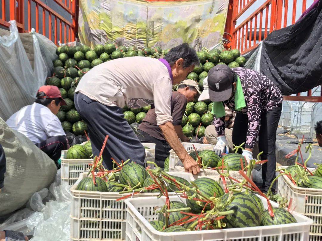 京美2k西瓜上市!