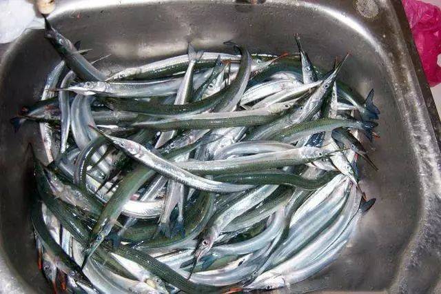 此鱼嘴巴尖细,很难钓到,聪明的渔民有办法:放"针良船"