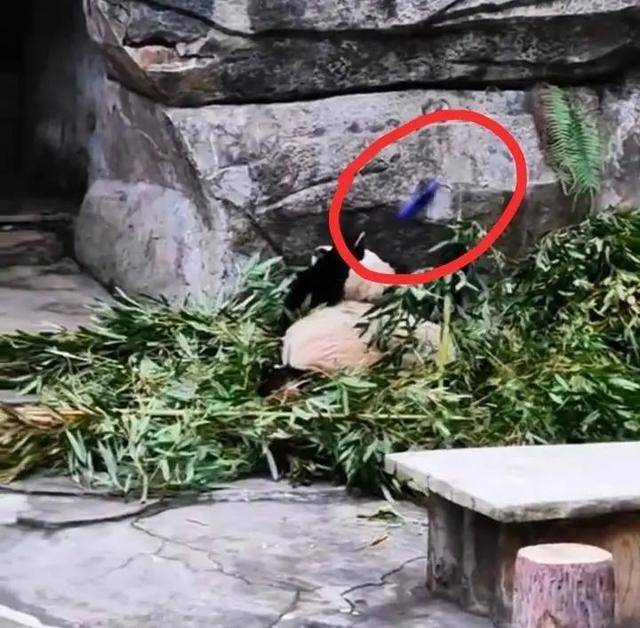 _熊猫玻璃杯叫什么牌子_熊猫玻璃介绍