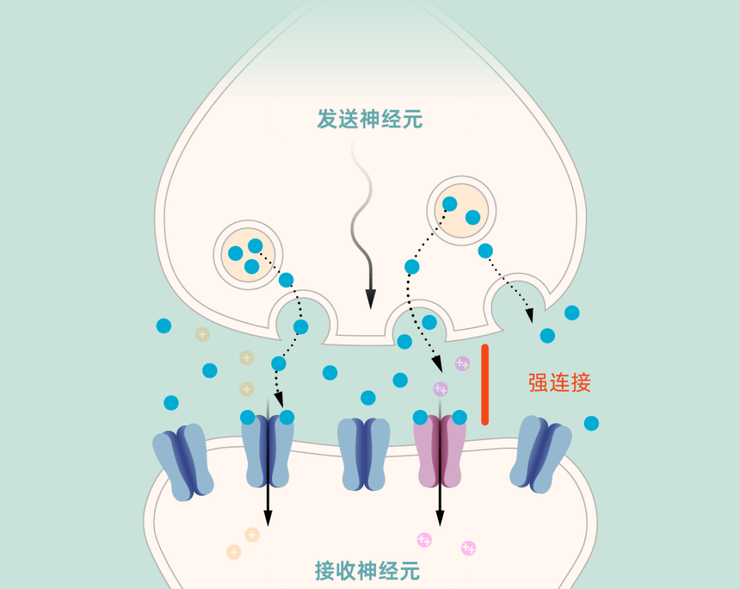 为何大脑越用越灵？那得问那只改变记忆研究的兔子