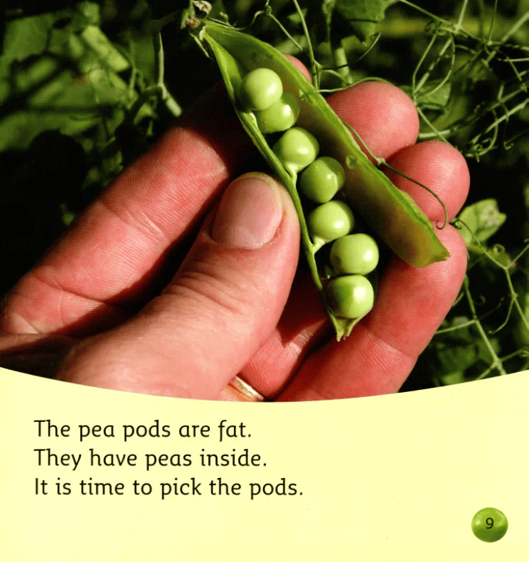 班 刘栩烨今日主播同学们,大家喜欢吃豌豆吗?