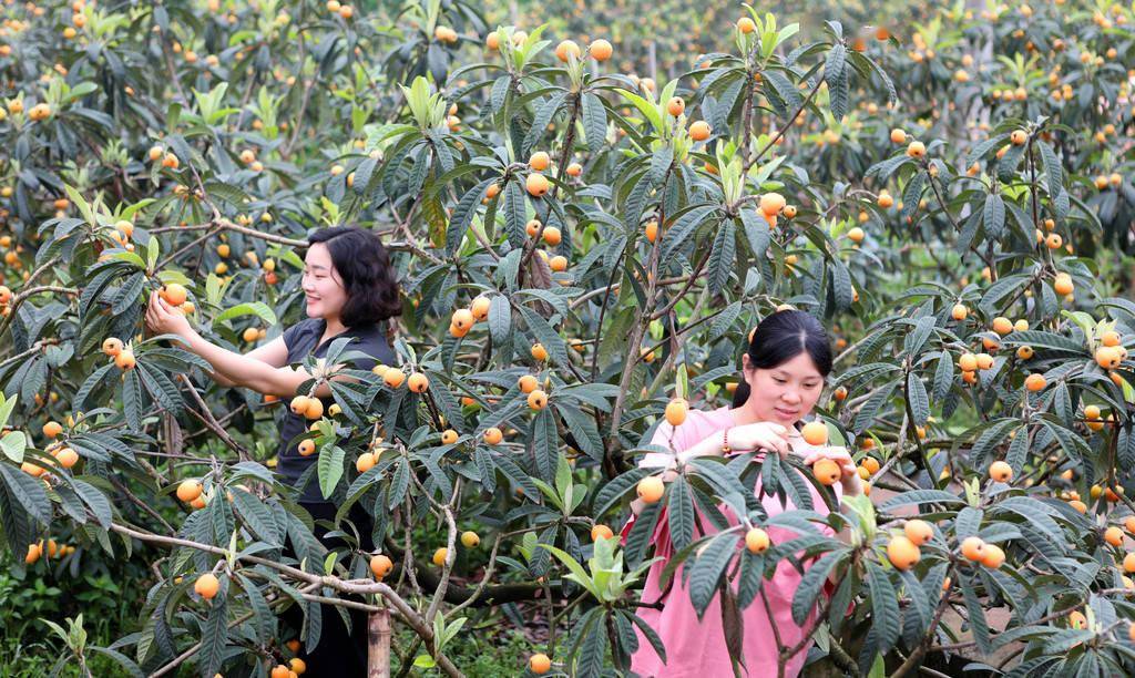 2025年5月8日,重庆,永川区卫星湖街道,游客在枇杷基地兴奋地采摘大