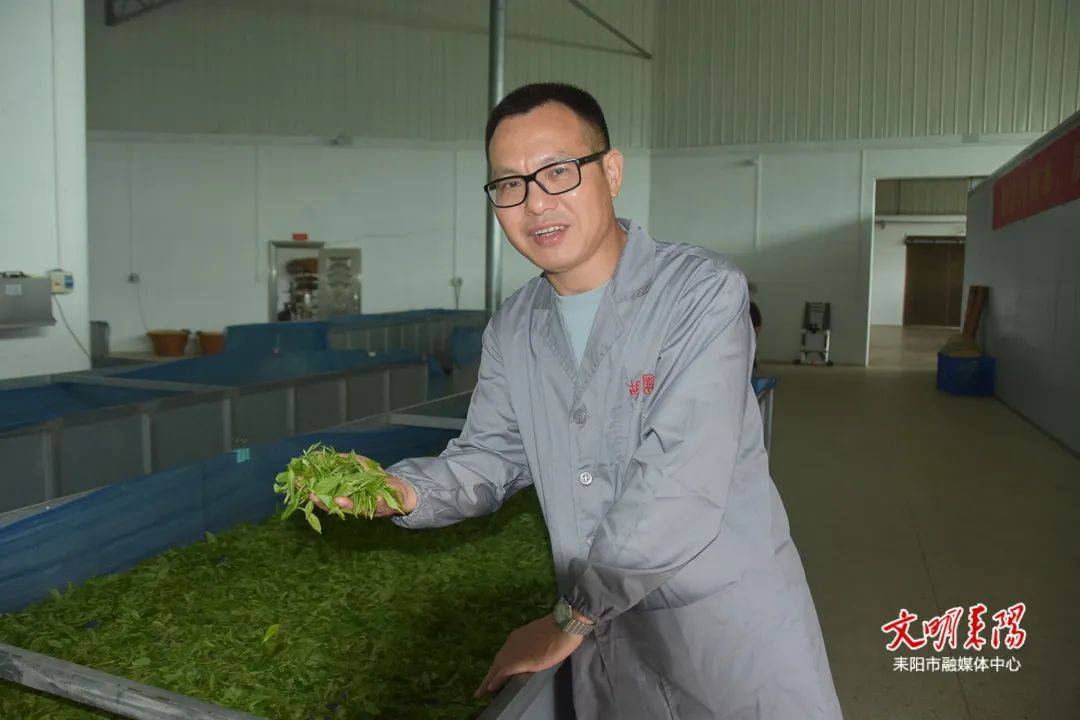 劳模九游娱乐入口风采：严军——茶香里的初心与担当(图1)