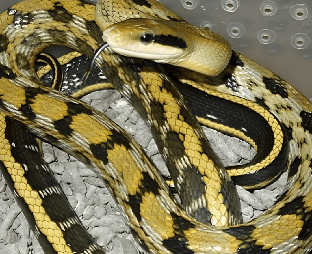 吓人,陆良这里出现一条黑眉锦蛇