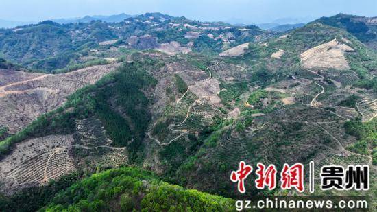 开云体育登录贵州罗甸：枇杷飘香挂枝头 金果盈枝富农家(图2)
