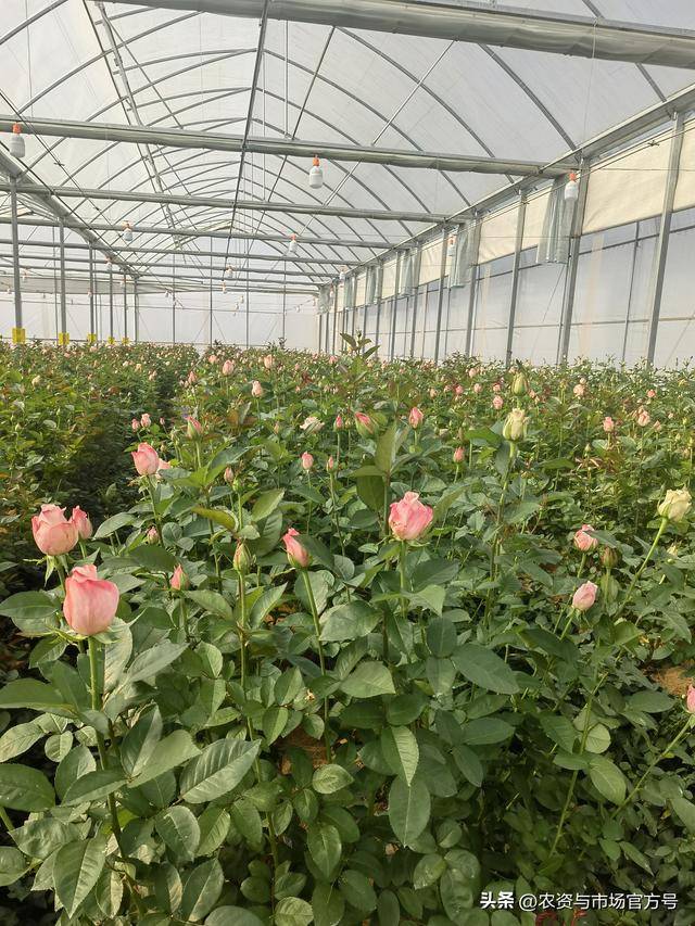 云南省农资经销商_云南鲜切花市场_安喜农业温室花卉解决方案