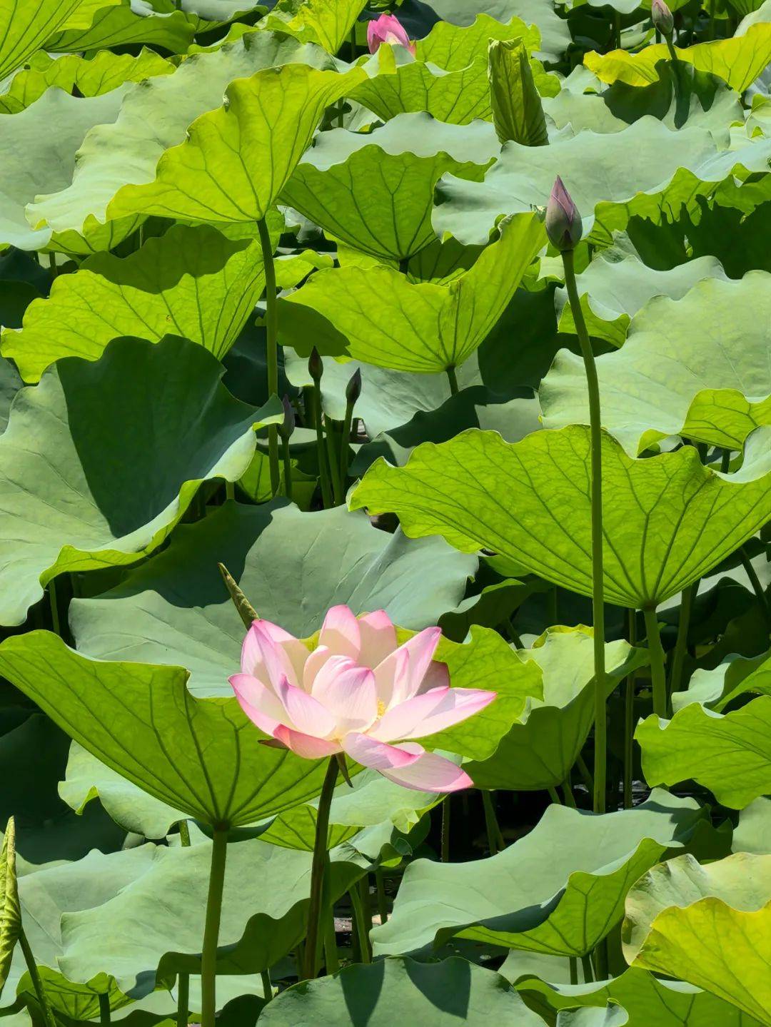 夏日限定!佛山这里荷花初绽,速来赴约