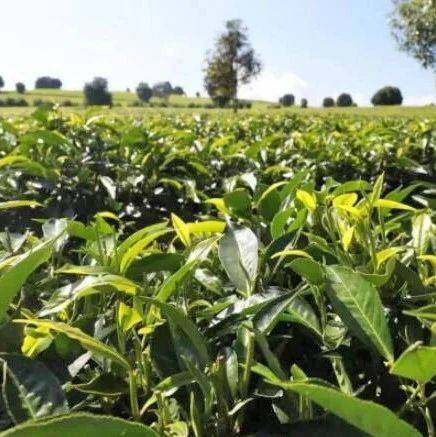 夏茶采收加工忙 绿色产业红利旺_茶叶_春茶_发展